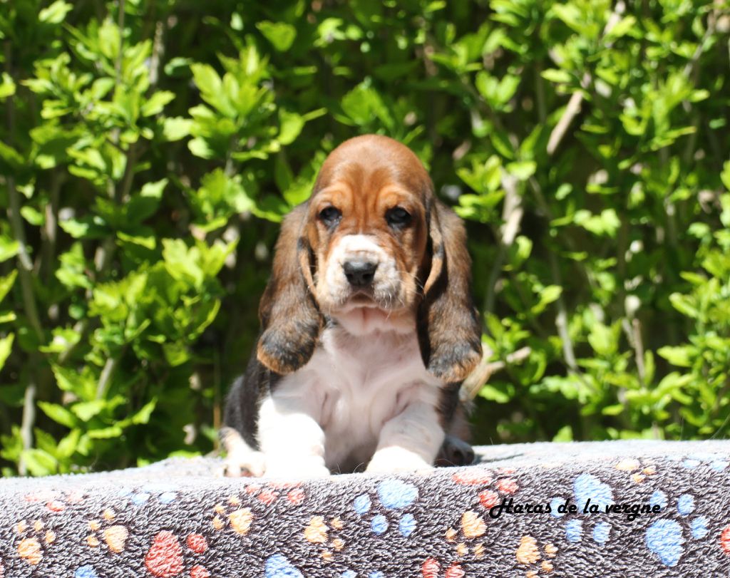 du Haras de la Vergne - Chiots disponibles - Basset Hound