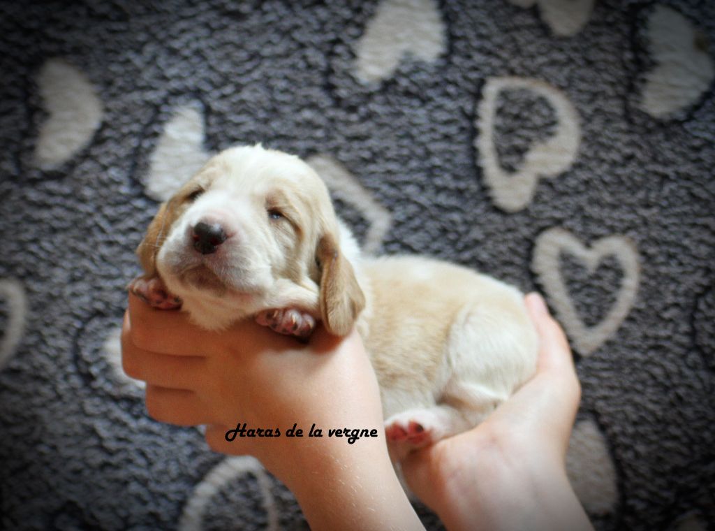 du Haras de la Vergne - Chiots disponibles - Basset Hound