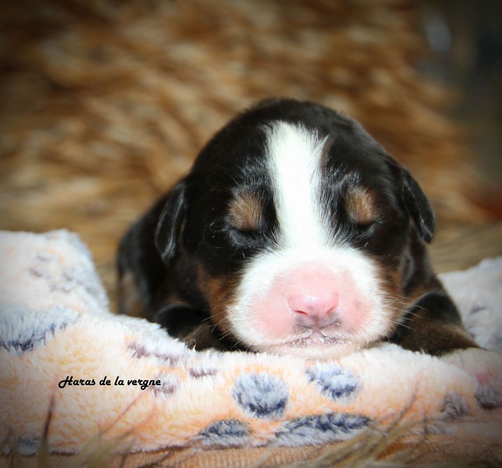 du Haras de la Vergne - Chiots disponibles - Bouvier Bernois