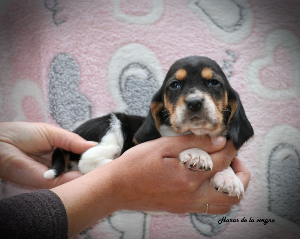 du Haras de la Vergne - Chiots disponibles - Basset Hound