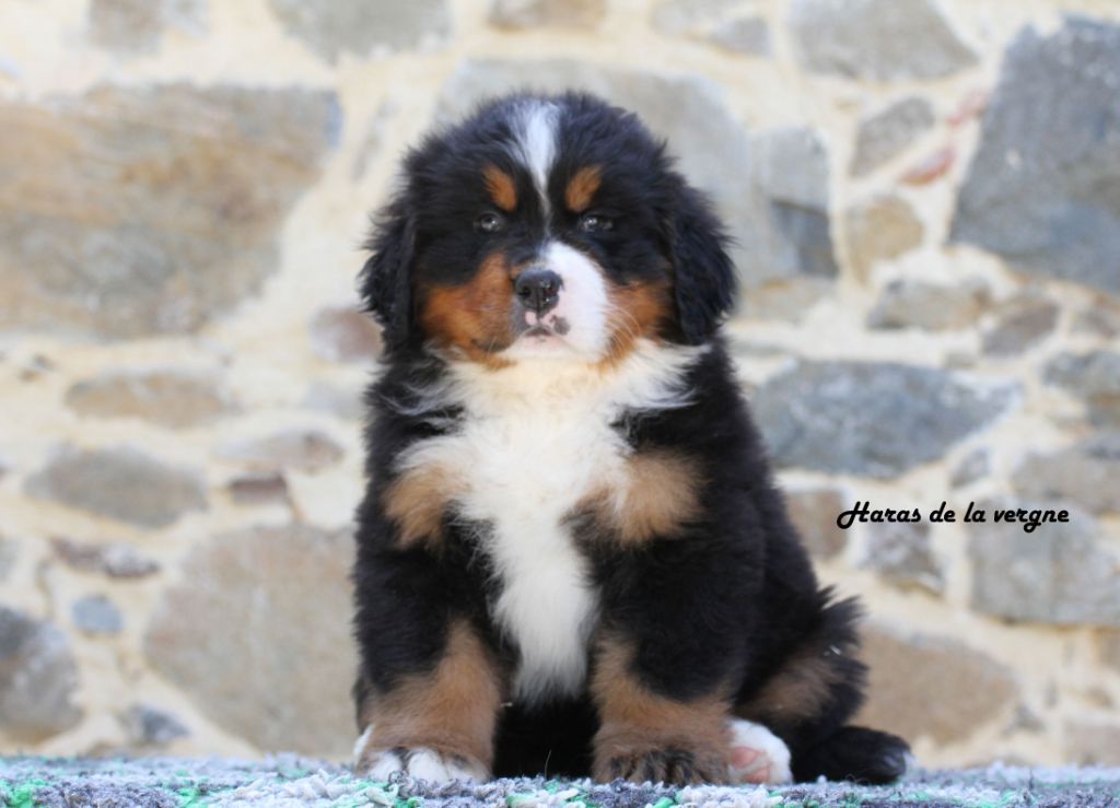 du Haras de la Vergne - Chiots disponibles - Bouvier Bernois