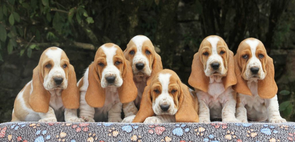 Chiot Basset Hound du Haras de la Vergne