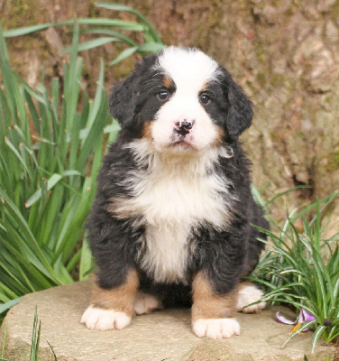 CHIOT