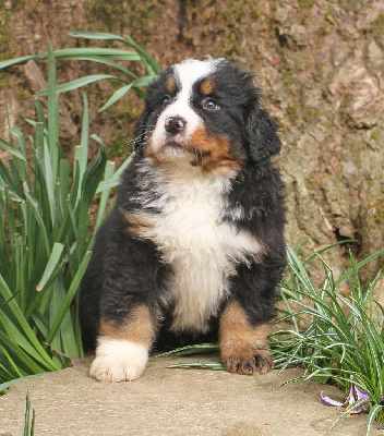 CHIOT