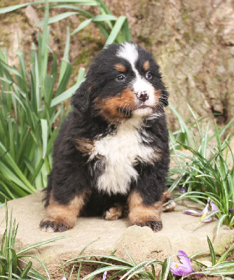 CHIOT