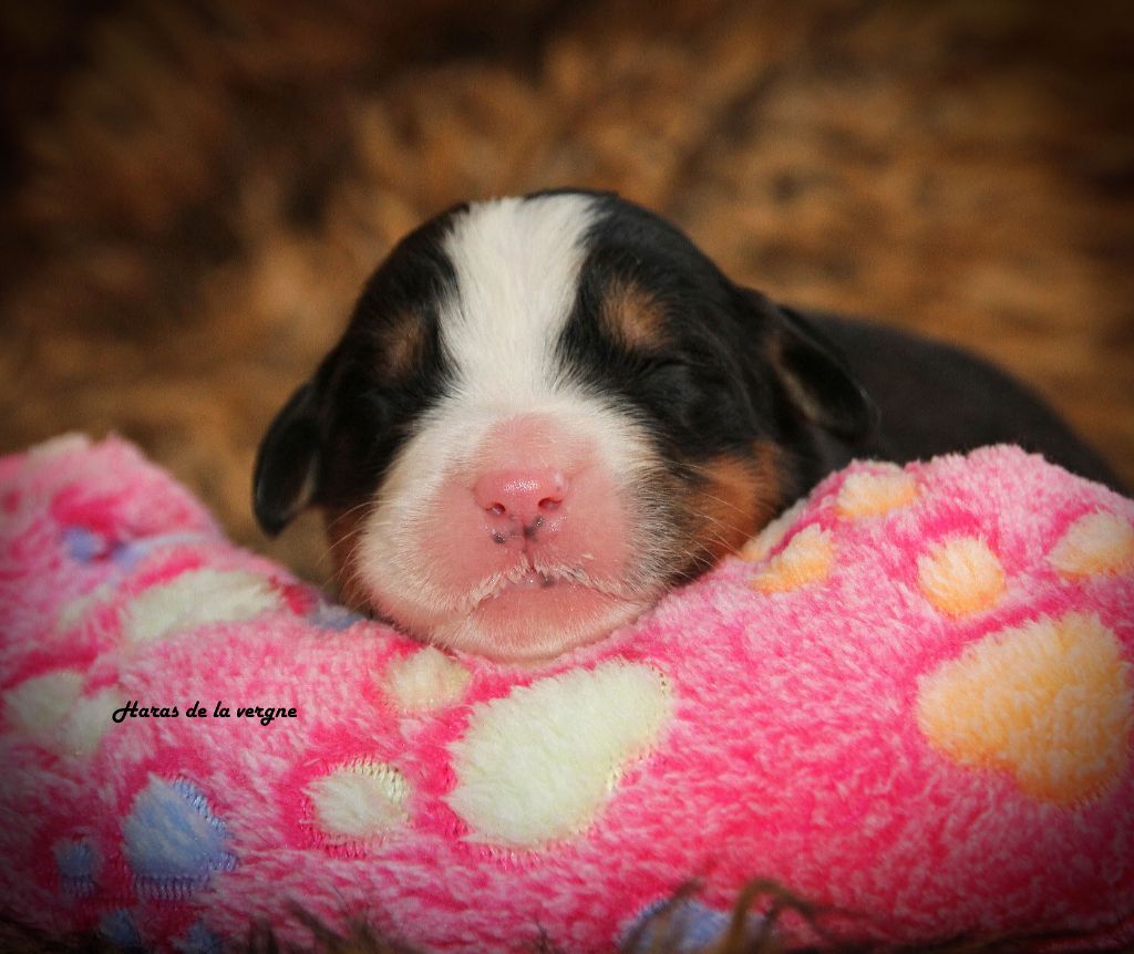 du Haras de la Vergne - Chiots disponibles - Bouvier Bernois