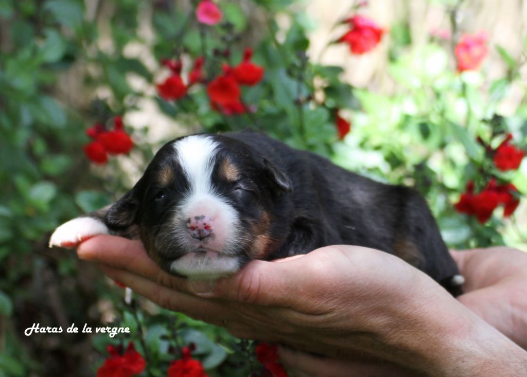 du Haras de la Vergne - Chiots disponibles - Bouvier Bernois