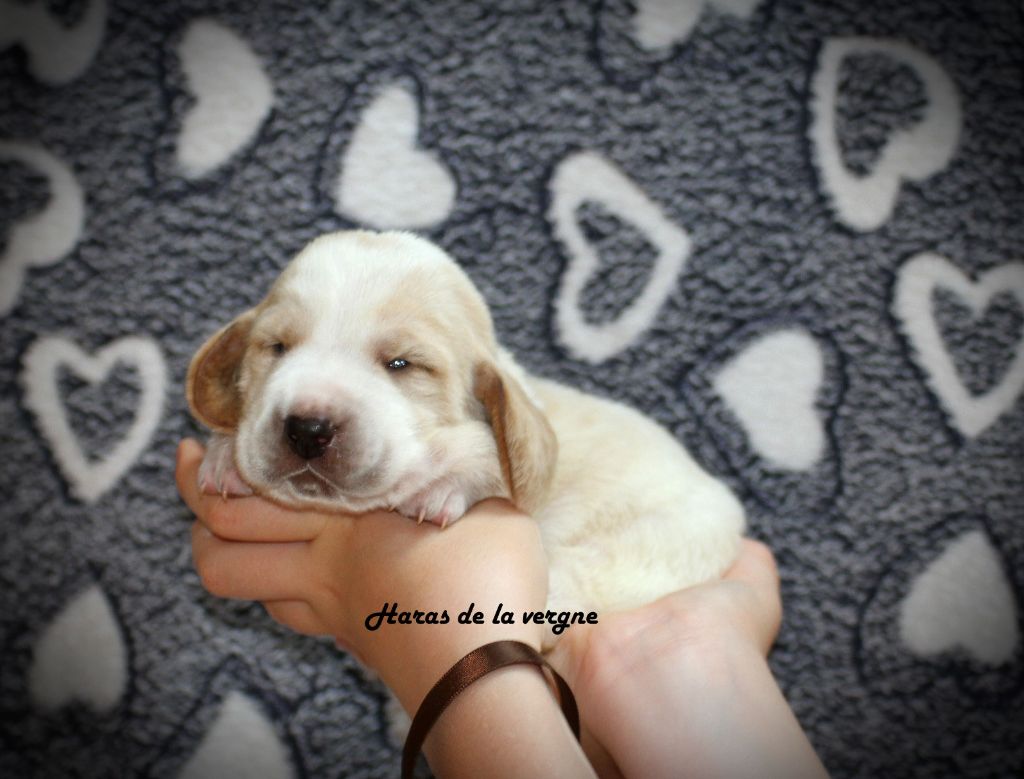 du Haras de la Vergne - Chiots disponibles - Basset Hound