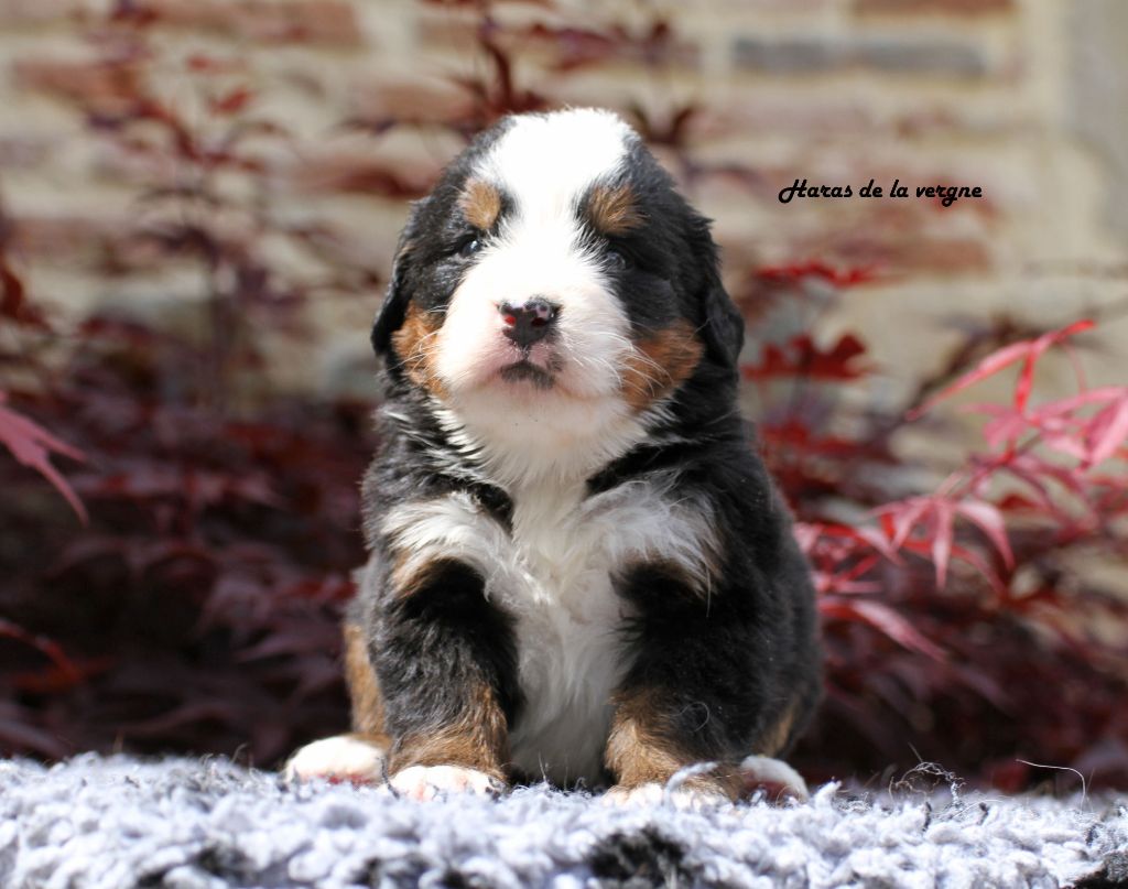 du Haras de la Vergne - Chiots disponibles - Bouvier Bernois