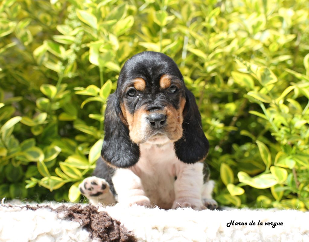du Haras de la Vergne - Chiots disponibles - Basset Hound