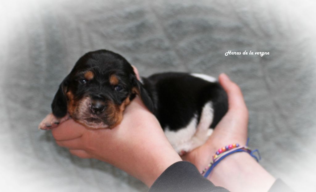 du Haras de la Vergne - Chiots disponibles - Basset Hound