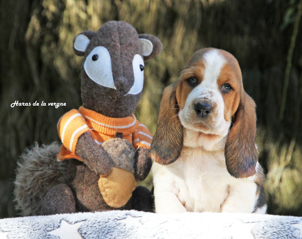 du Haras de la Vergne - Chiots disponibles - Basset Hound
