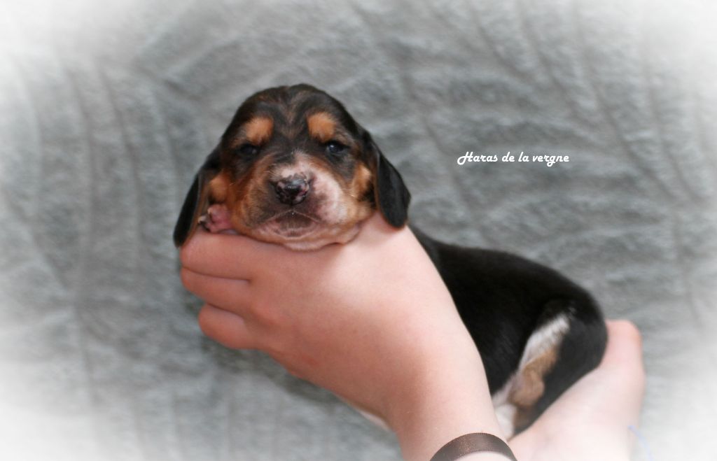 du Haras de la Vergne - Chiots disponibles - Basset Hound