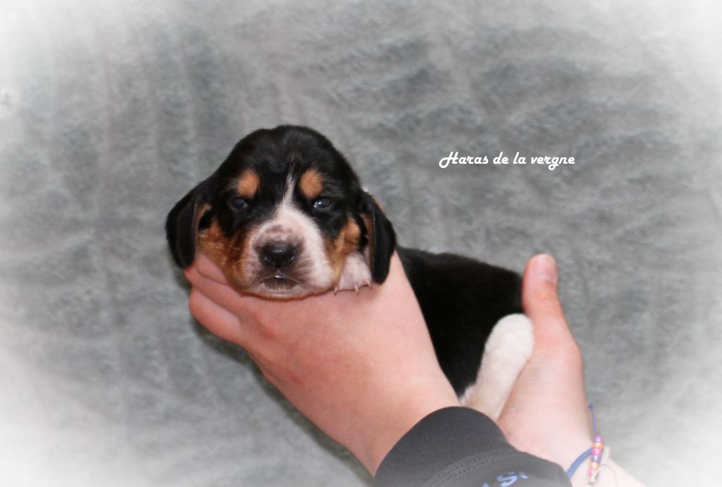 du Haras de la Vergne - Chiots disponibles - Basset Hound