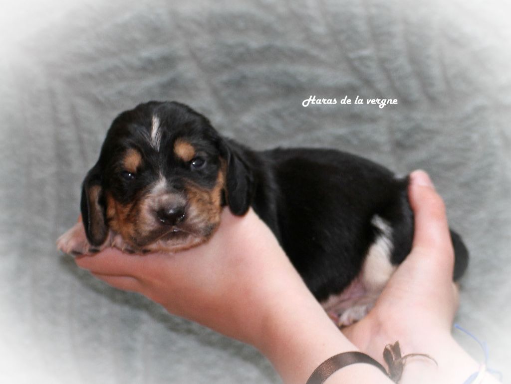 du Haras de la Vergne - Chiots disponibles - Basset Hound
