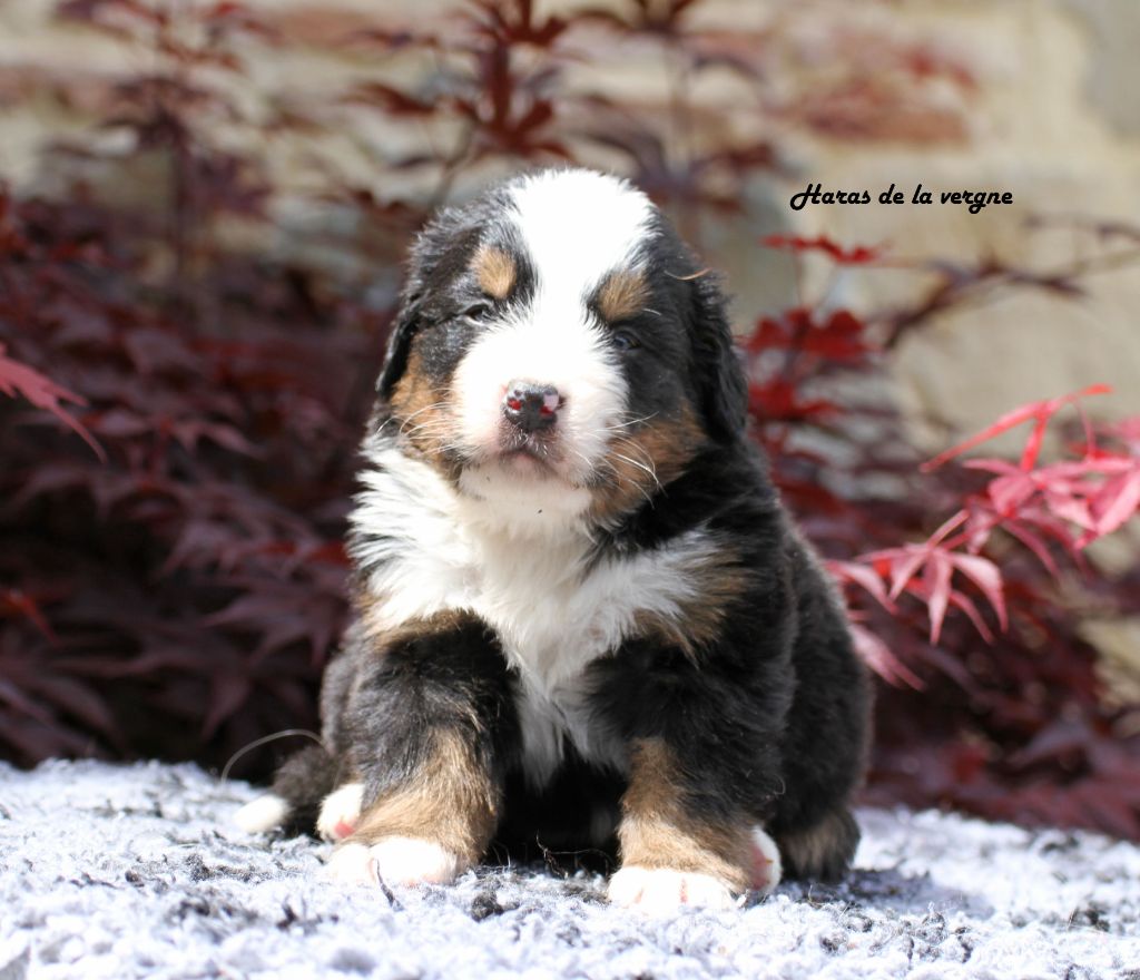 du Haras de la Vergne - Chiots disponibles - Bouvier Bernois