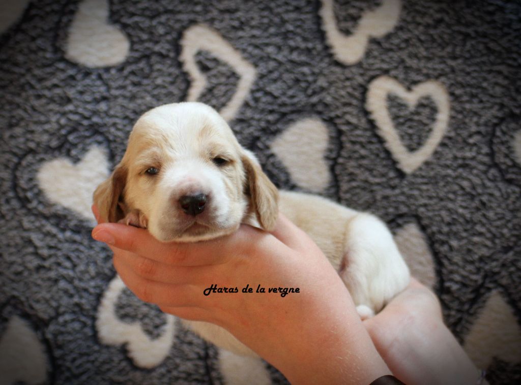 du Haras de la Vergne - Chiots disponibles - Basset Hound