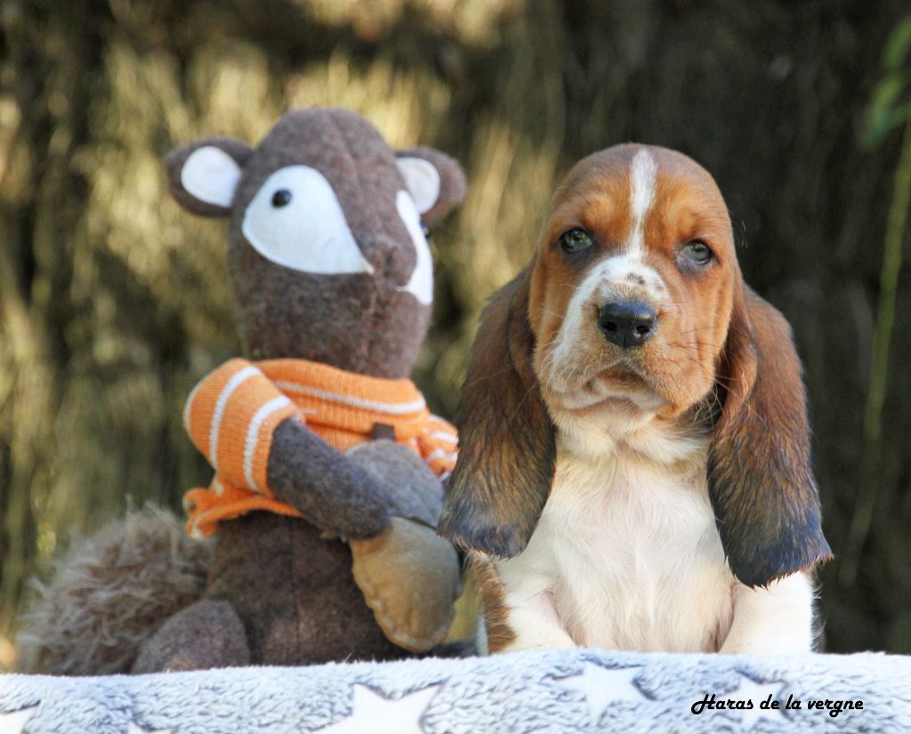 du Haras de la Vergne - Chiots disponibles - Basset Hound