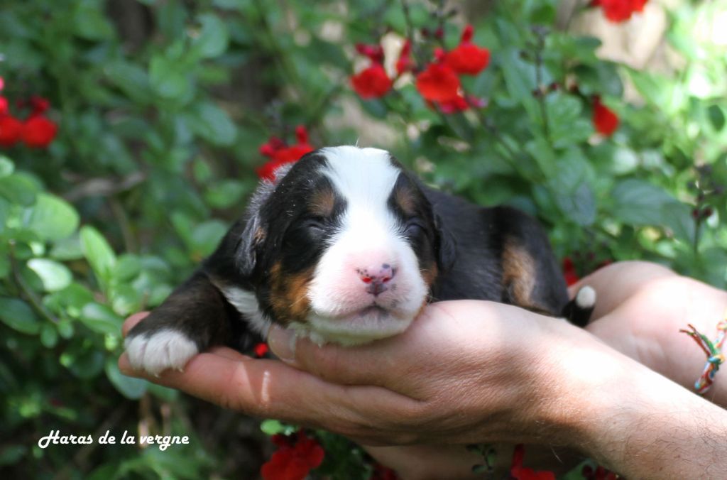 du Haras de la Vergne - Chiots disponibles - Bouvier Bernois