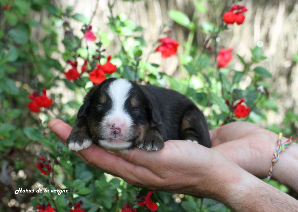 du Haras de la Vergne - Chiots disponibles - Bouvier Bernois