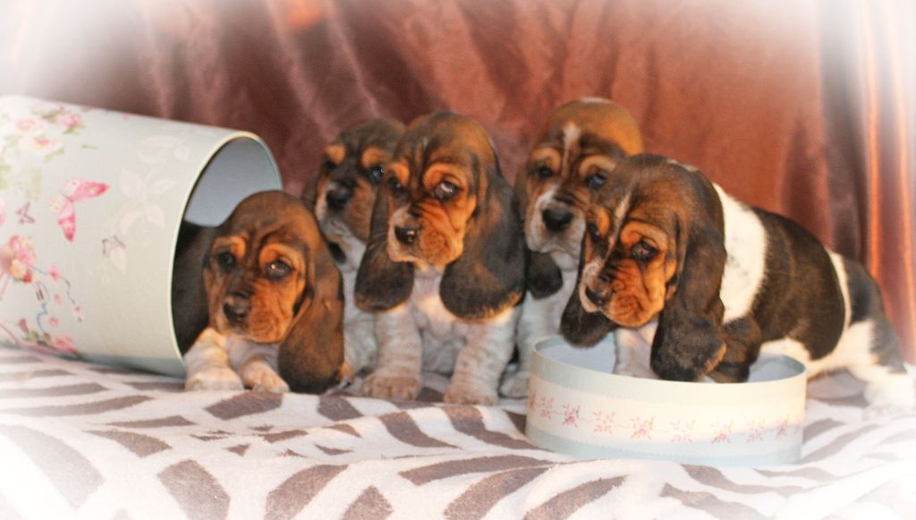 Chiot Basset Hound du Haras de la Vergne