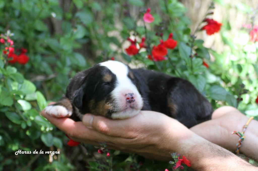 du Haras de la Vergne - Chiots disponibles - Bouvier Bernois