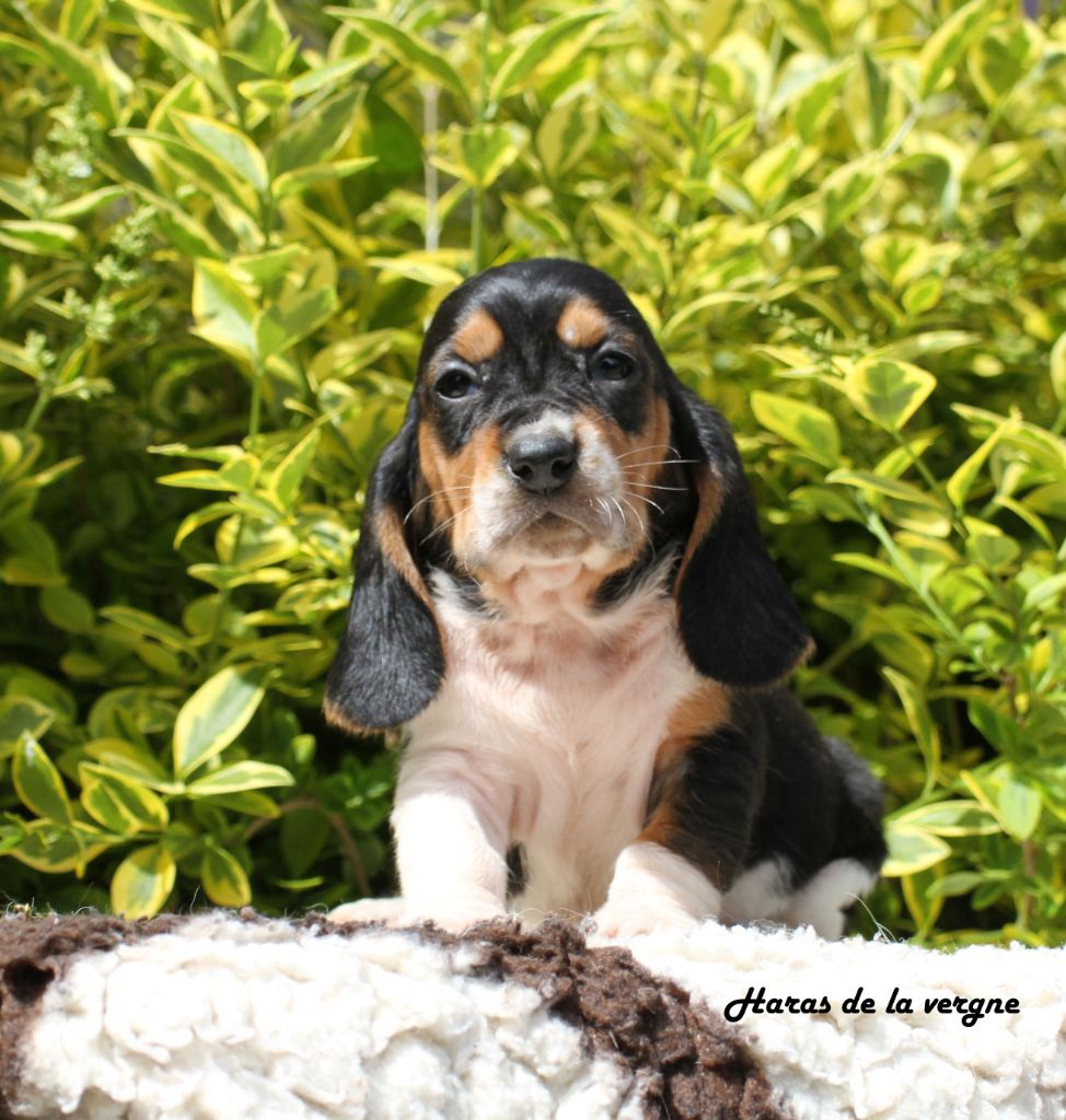 du Haras de la Vergne - Chiots disponibles - Basset Hound