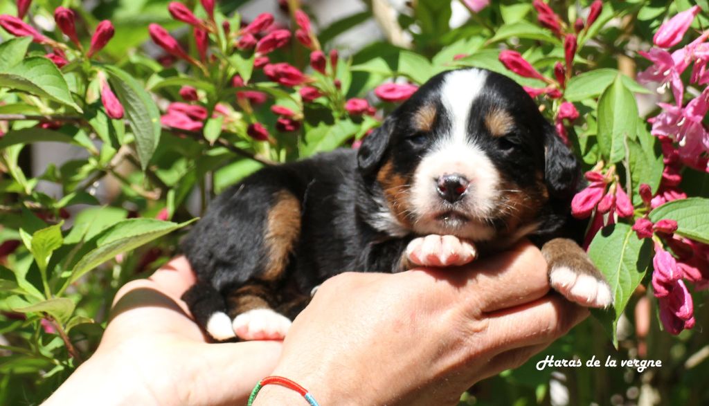 du Haras de la Vergne - Chiots disponibles - Bouvier Bernois