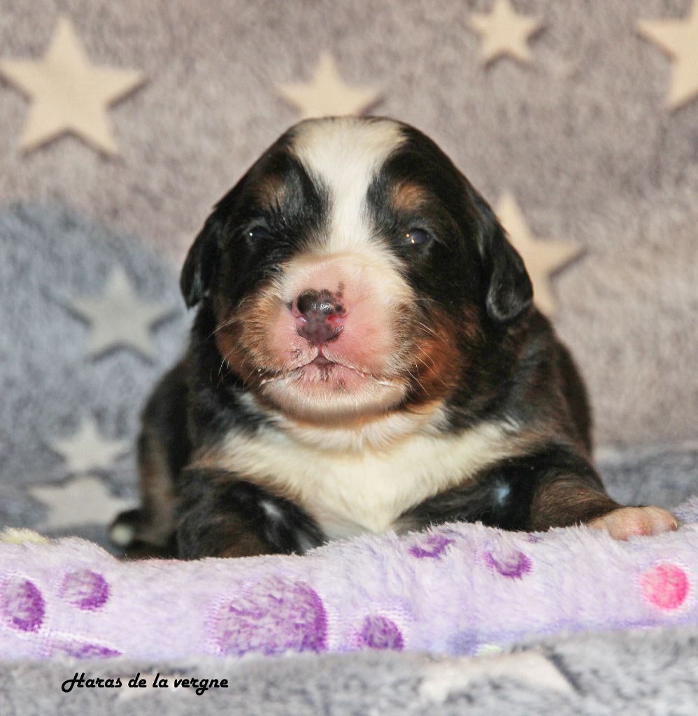 du Haras de la Vergne - Chiots disponibles - Bouvier Bernois