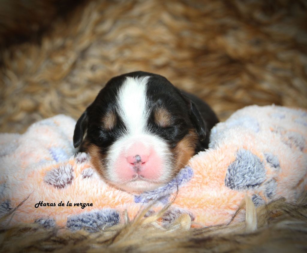 du Haras de la Vergne - Chiots disponibles - Bouvier Bernois