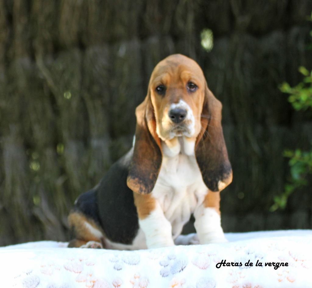du Haras de la Vergne - Chiots disponibles - Basset Hound