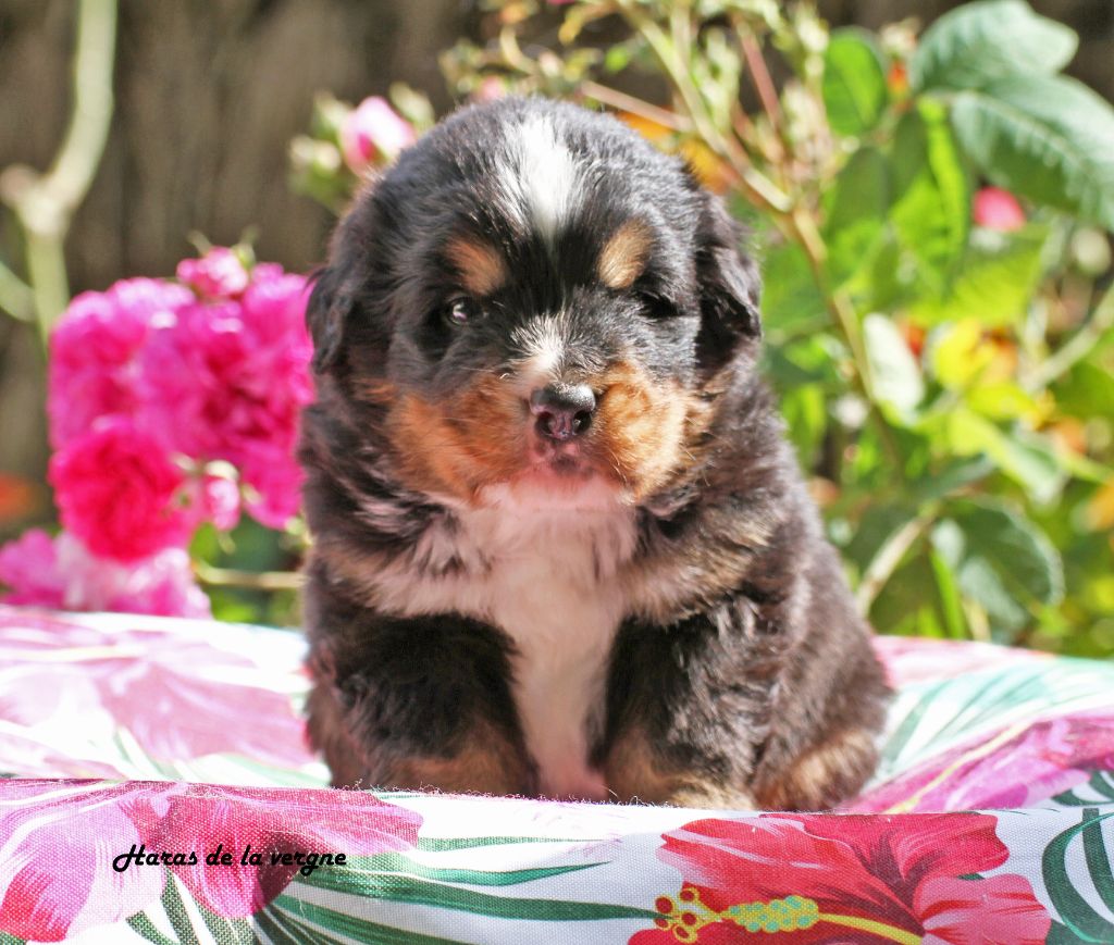 du Haras de la Vergne - Chiots disponibles - Bouvier Bernois