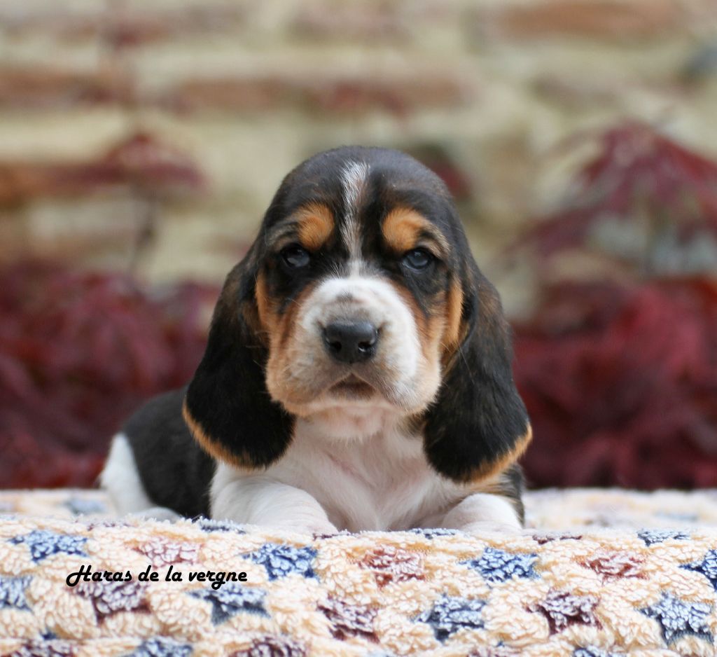 du Haras de la Vergne - Chiots disponibles - Basset Hound