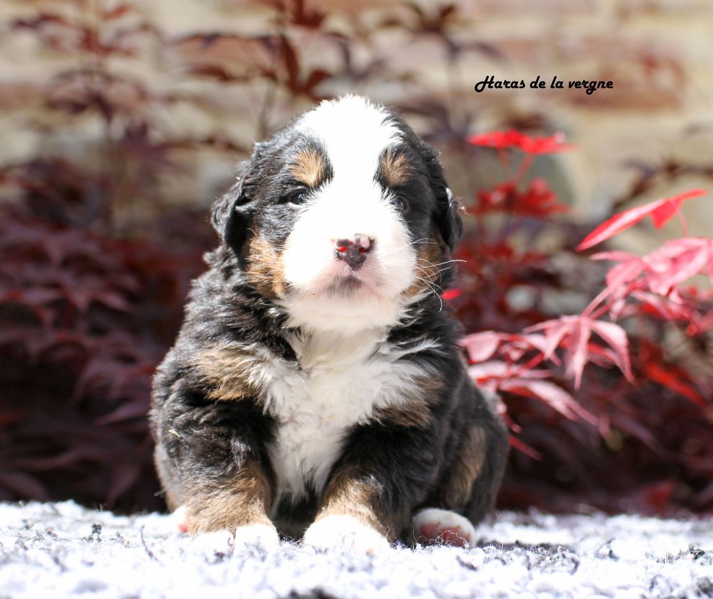 du Haras de la Vergne - Chiots disponibles - Bouvier Bernois