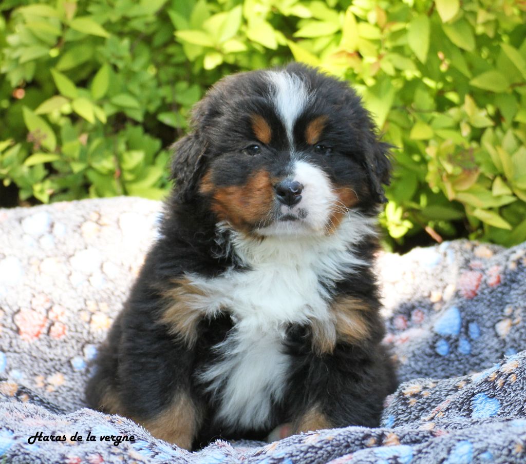 du Haras de la Vergne - Chiots disponibles - Bouvier Bernois