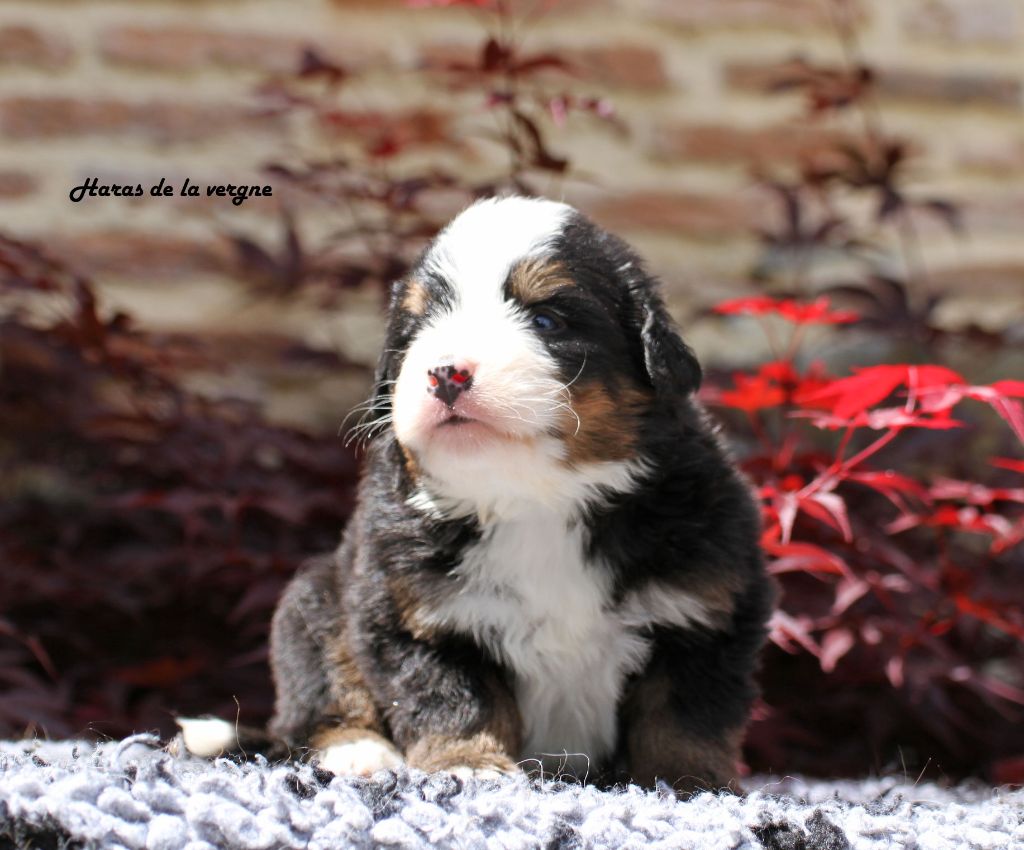 du Haras de la Vergne - Chiots disponibles - Bouvier Bernois