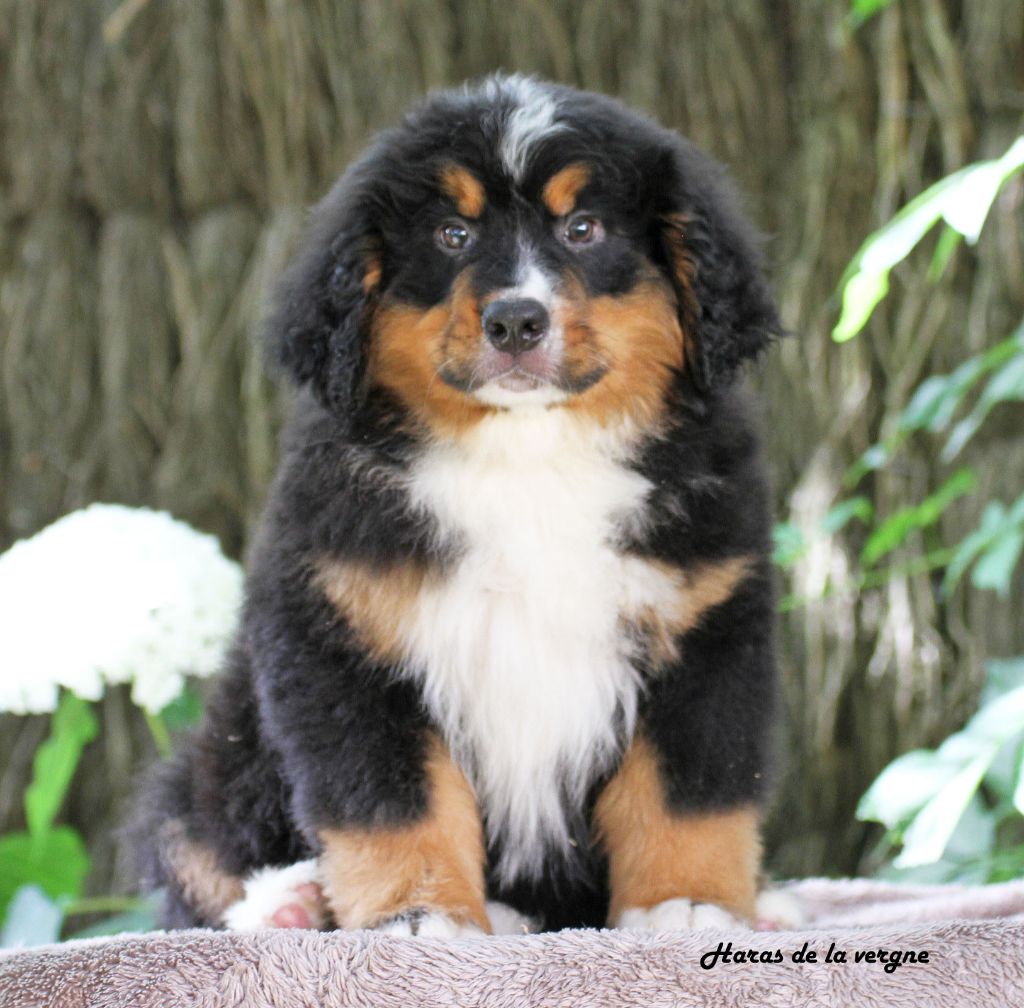 du Haras de la Vergne - Chiots disponibles - Bouvier Bernois