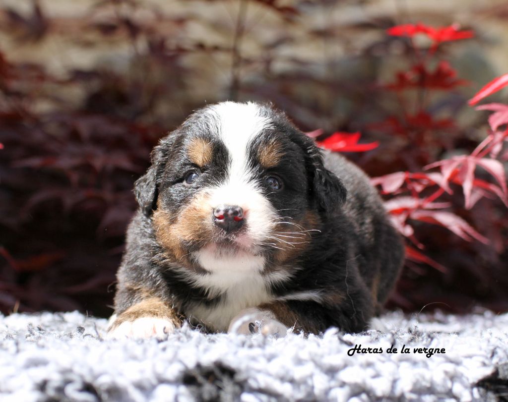 du Haras de la Vergne - Chiots disponibles - Bouvier Bernois
