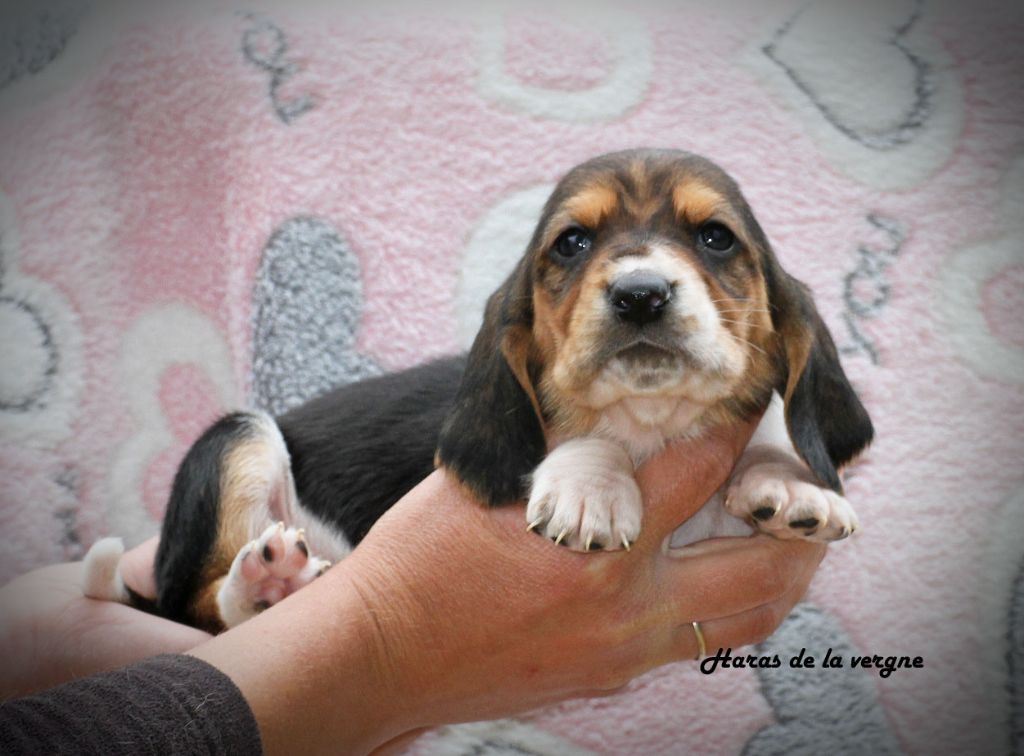 du Haras de la Vergne - Chiots disponibles - Basset Hound