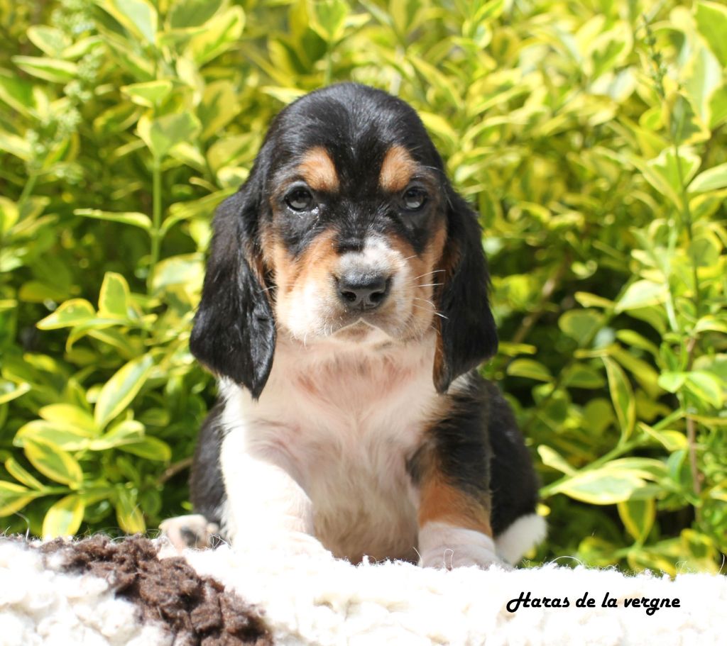 du Haras de la Vergne - Chiots disponibles - Basset Hound