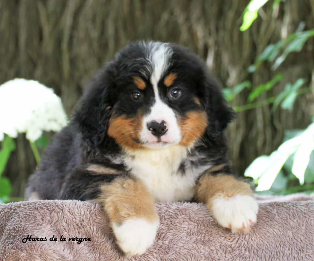 du Haras de la Vergne - Chiots disponibles - Bouvier Bernois