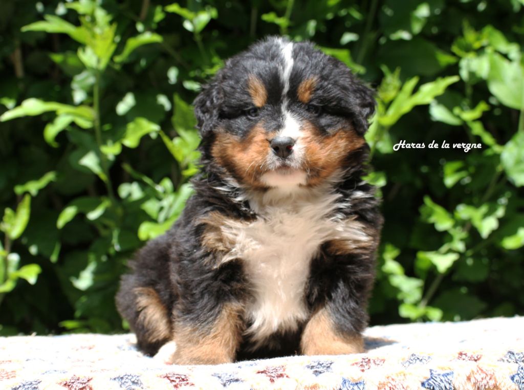 du Haras de la Vergne - Chiots disponibles - Bouvier Bernois