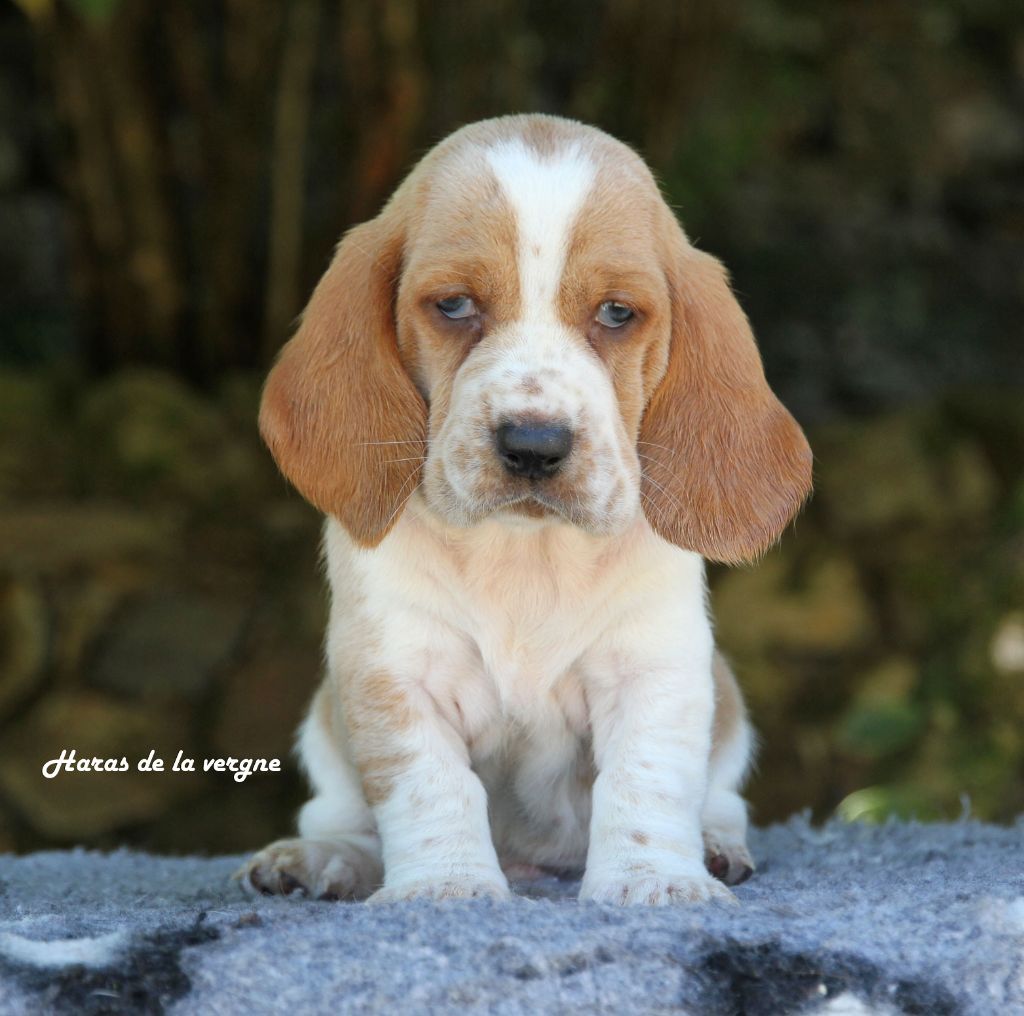 du Haras de la Vergne - Chiots disponibles - Basset Hound