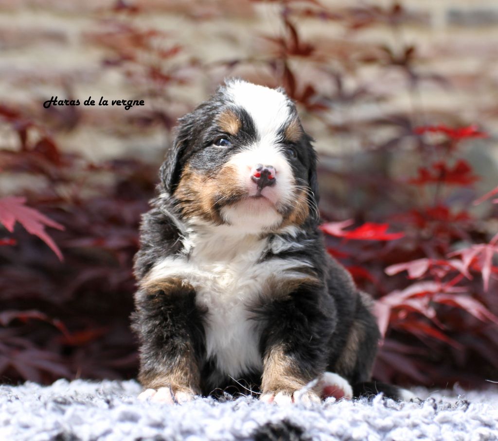 du Haras de la Vergne - Chiots disponibles - Bouvier Bernois