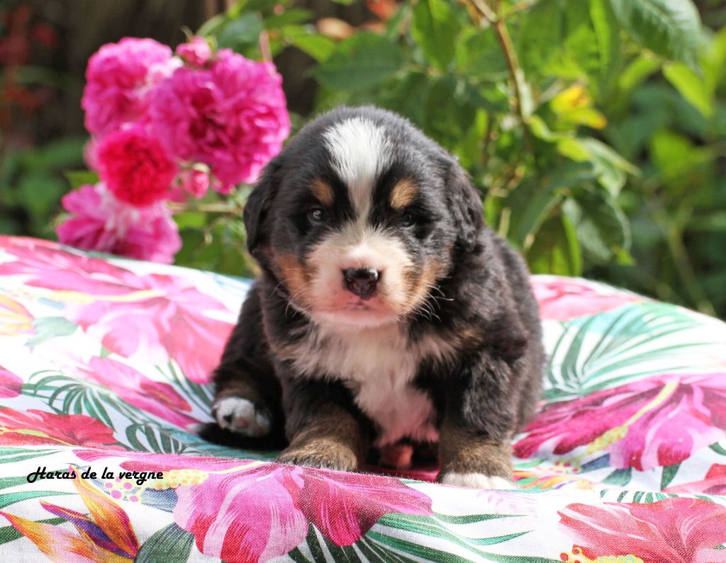 du Haras de la Vergne - Chiots disponibles - Bouvier Bernois