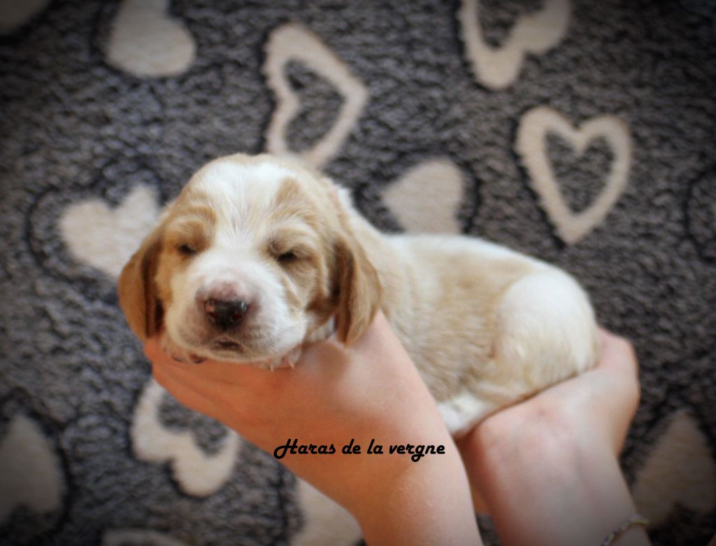 du Haras de la Vergne - Chiots disponibles - Basset Hound