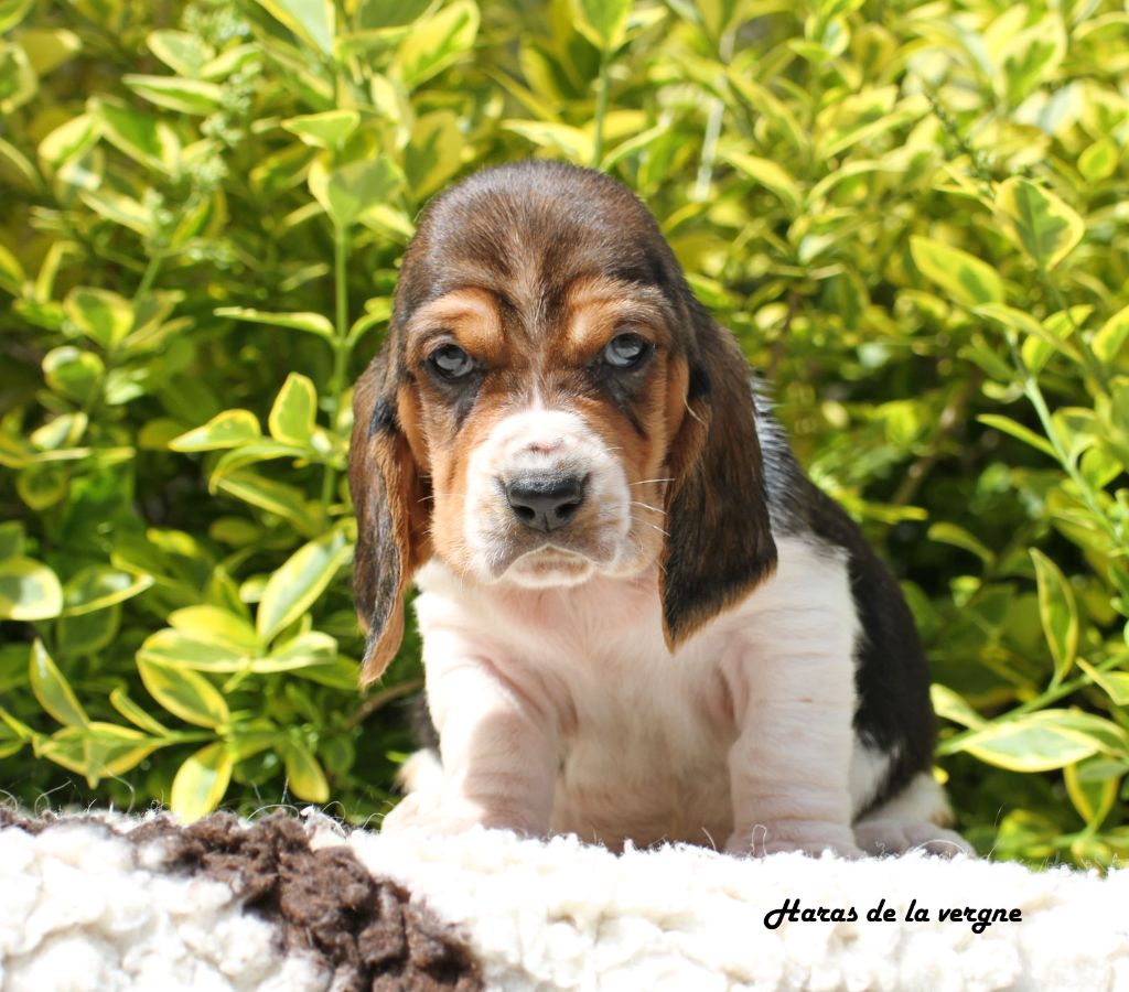 du Haras de la Vergne - Chiots disponibles - Basset Hound