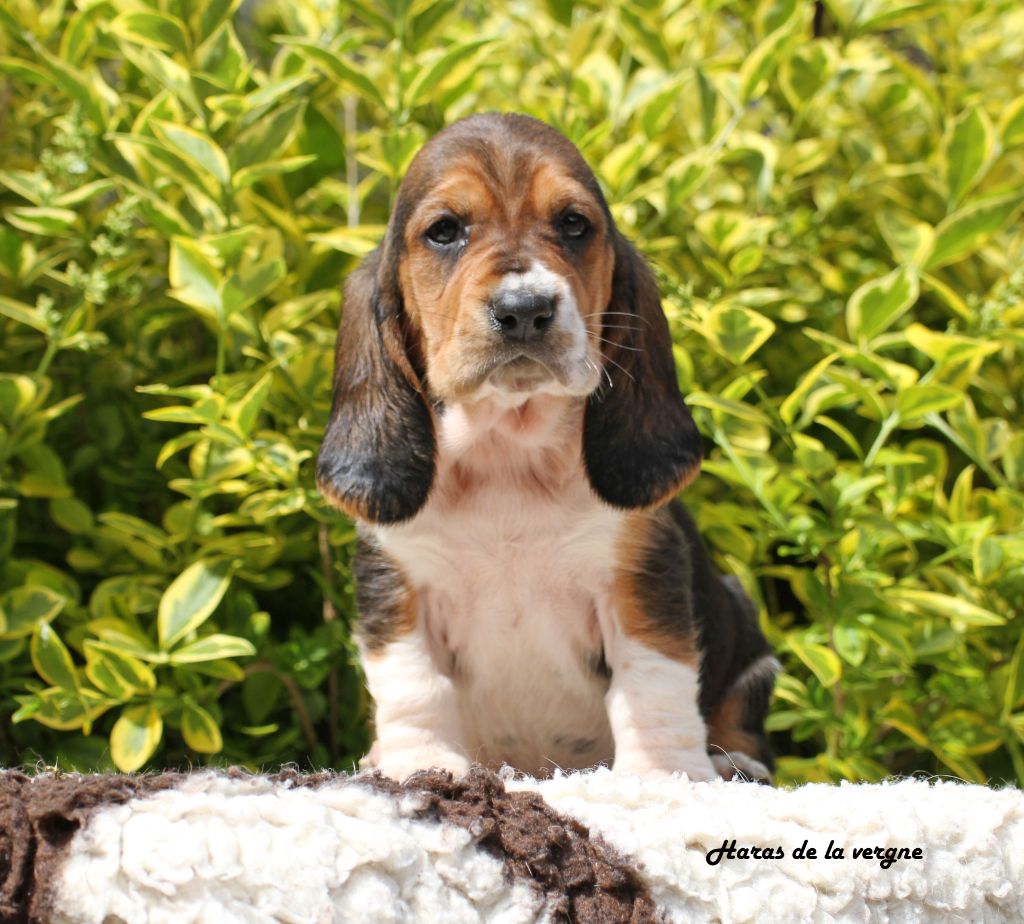 du Haras de la Vergne - Chiots disponibles - Basset Hound