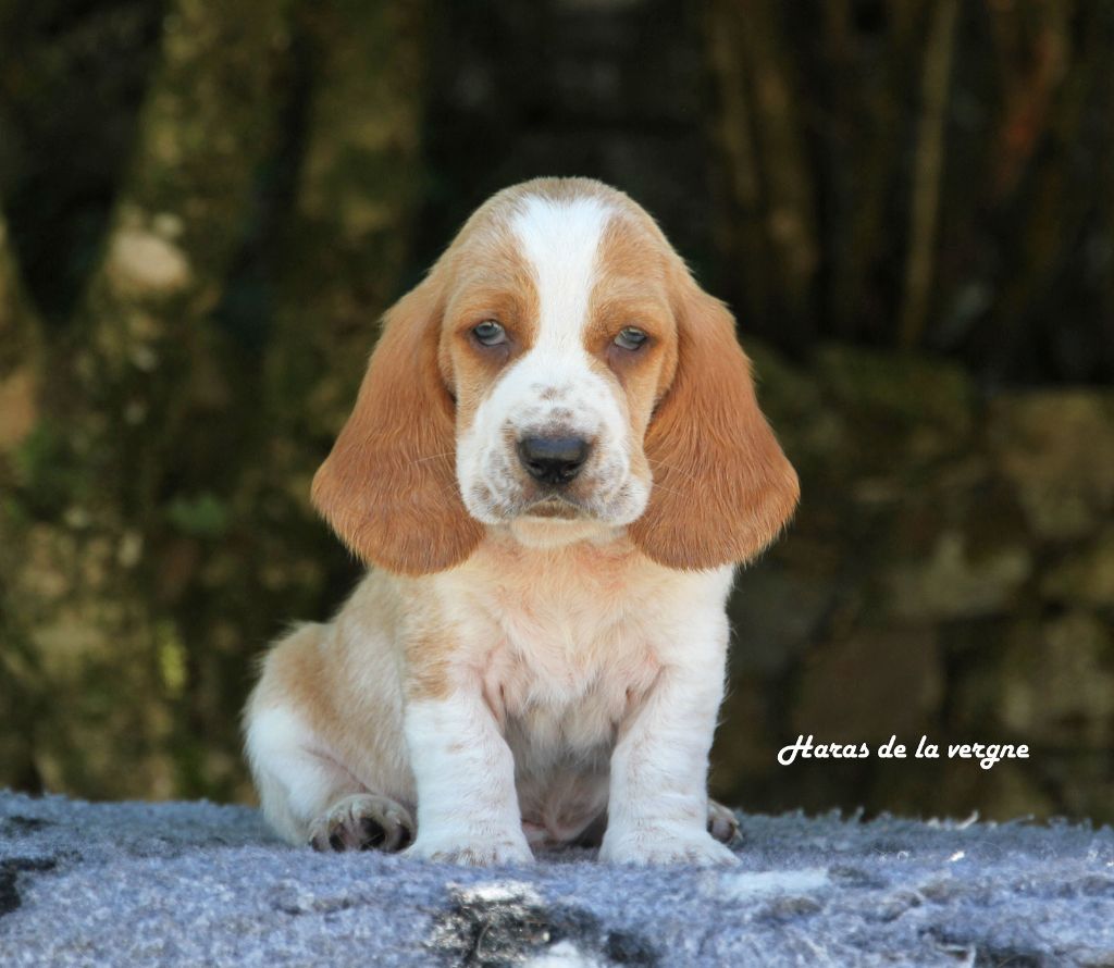 du Haras de la Vergne - Chiots disponibles - Basset Hound