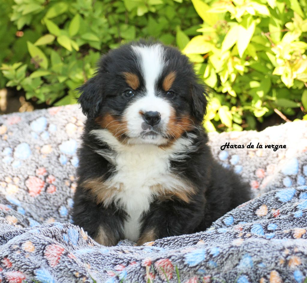 du Haras de la Vergne - Chiots disponibles - Bouvier Bernois